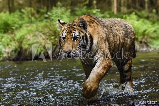 Picture of Siberian Tiger tracing in the river